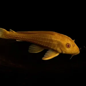 Cleaner (Pleco) Fish