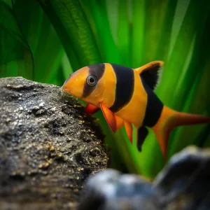 Clown Loach Fish