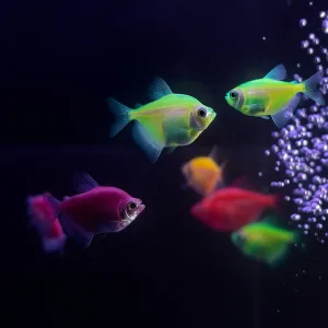 Color | fluorescent Tetra Fish