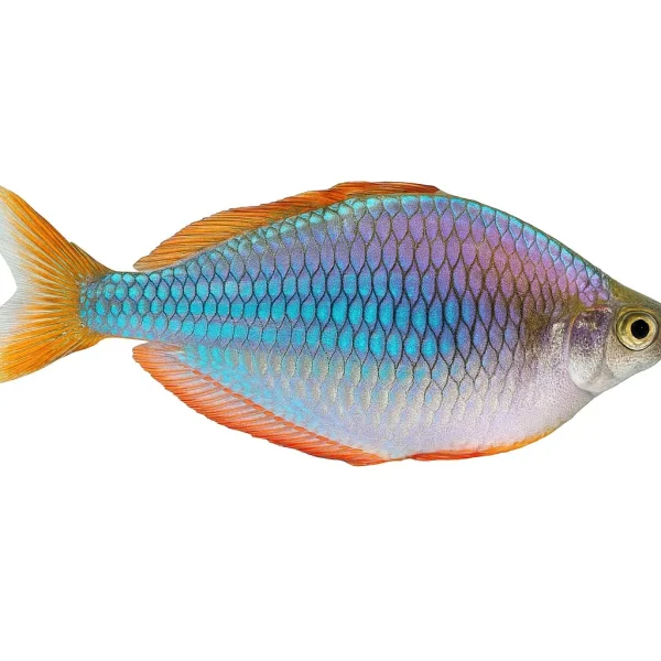 Dwarf Neon Rainbow Fish