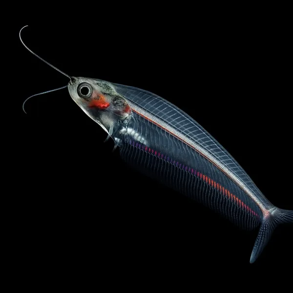 Glass Catfish
