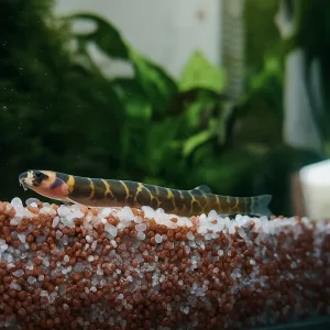 Kuhli Loach Fish