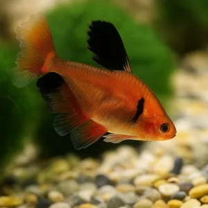 Serpae Tetra Fish