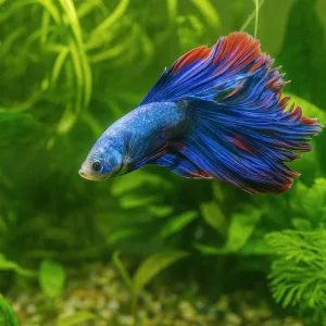 Half & Full Moon Betta Fish