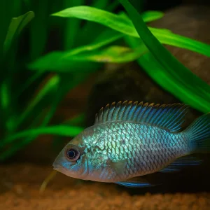 Electric Blue Acara Cichlid