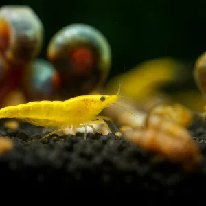 Yellow Fire Shrimps