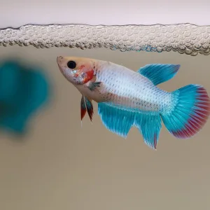 Female Betta Fish