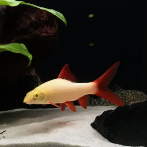 Albino Rainbow Shark Catfish