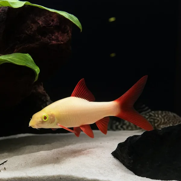 Albino Rainbow Shark Catfish