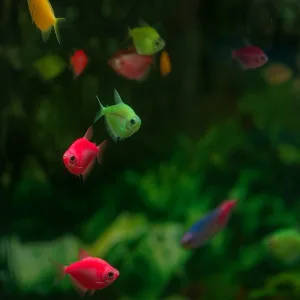 Color | fluorescent Tetra Fish