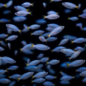 Dwarf Neon Rainbow Fish