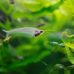 Glass Catfish