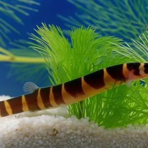 Kuhli Loach Fish