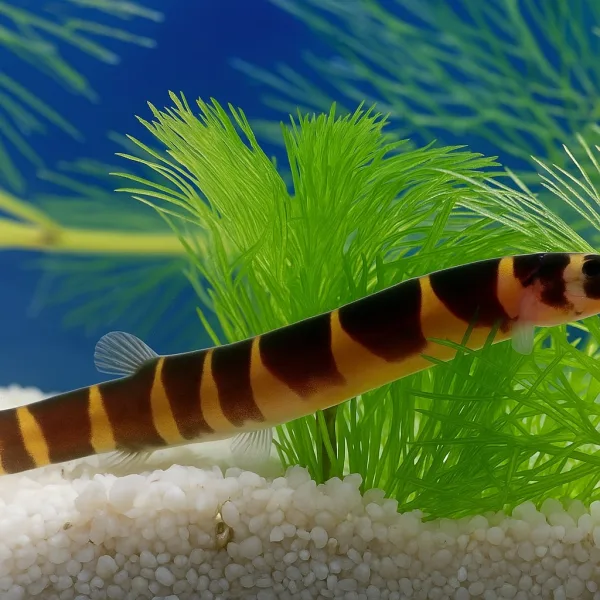 Kuhli Loach Fish
