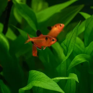 Serpae Tetra Fish