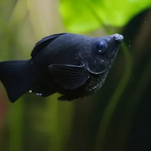 Balloon Molly Fish