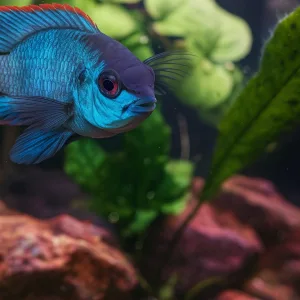 Electric Blue Acara Cichlid