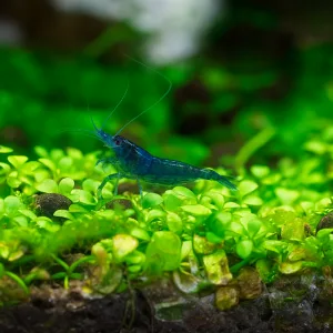 Dream Blue Shrimps