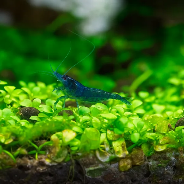 Dream Blue Shrimps