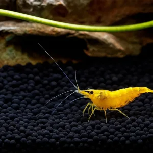 Yellow Fire Shrimps