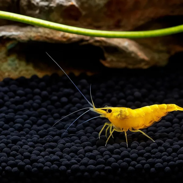 Yellow Fire Shrimps