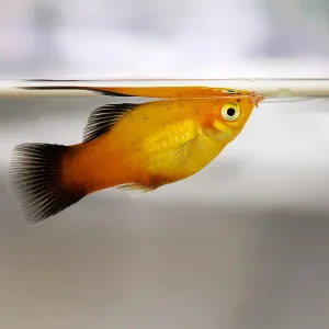 Red Platy Fish