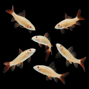 Albino Rainbow Shark Catfish