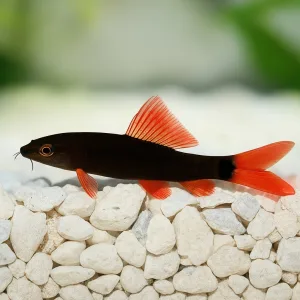 Rainbow shark catfish