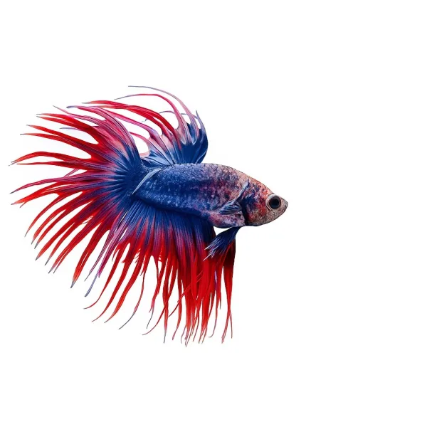 Crown Tail Betta
