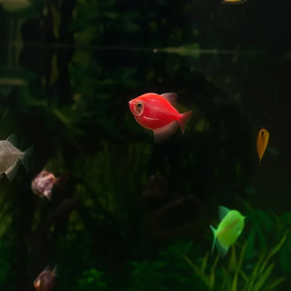 Color | fluorescent Tetra Fish