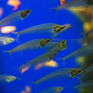 Glass Catfish