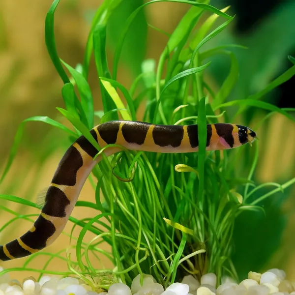 Kuhli Loach Fish
