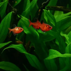 Serpae Tetra Fish