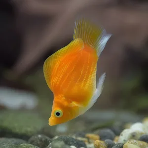 Balloon Molly Fish