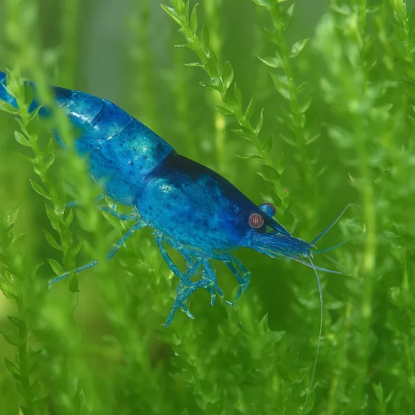 Dream Blue Shrimps