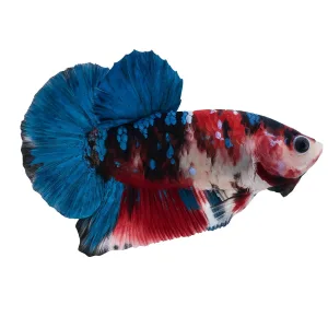 Candy / Galaxy Betta