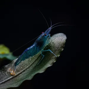 Dream Blue Shrimps