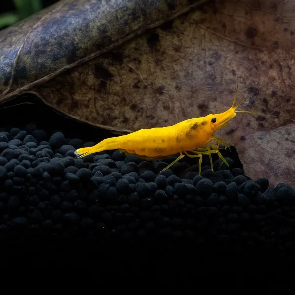 Yellow Fire Shrimps