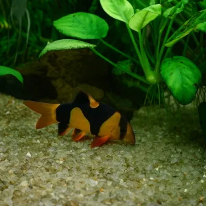 Clown Loach Fish