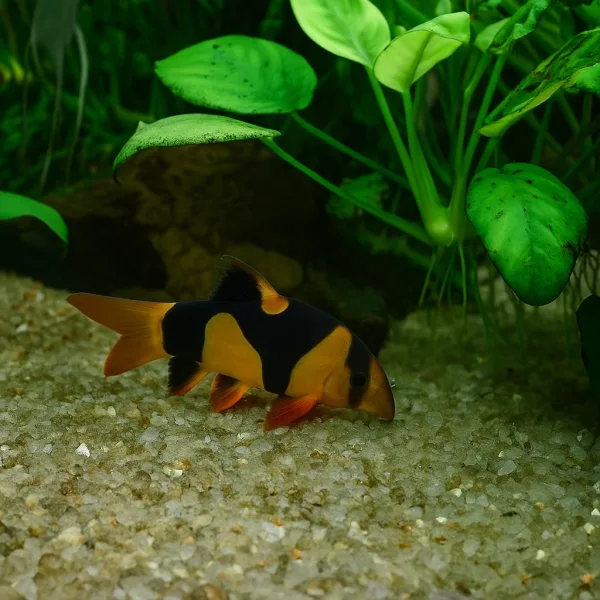 Clown Loach Fish