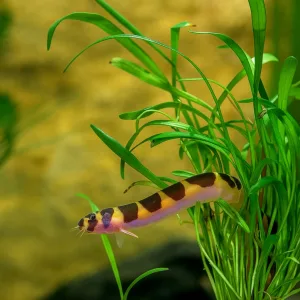 Kuhli Loach Fish