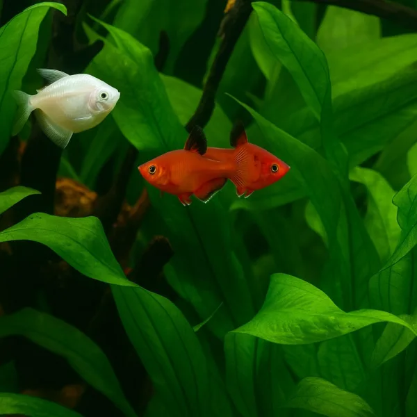 Serpae Tetra Fish