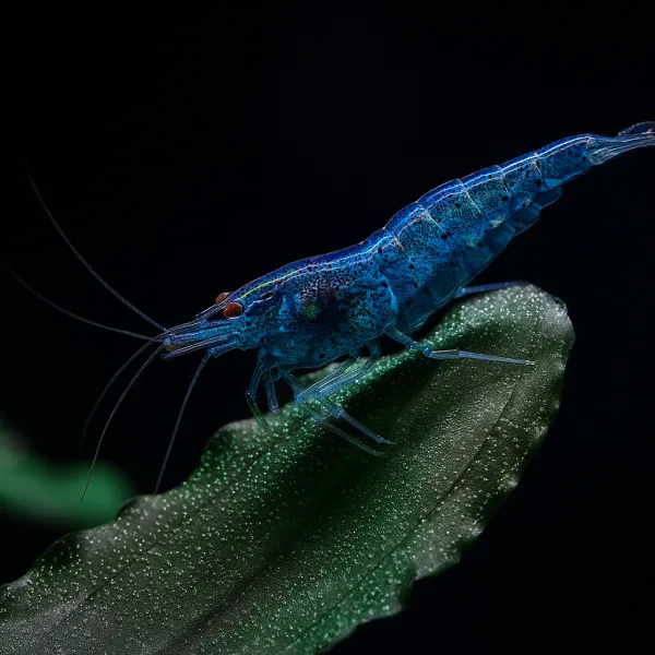 Dream Blue Shrimps