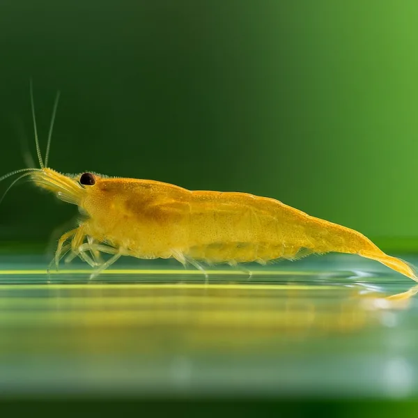 Yellow Fire Shrimps