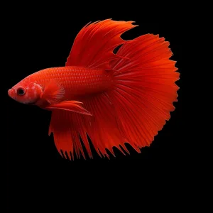 Half & Full Moon Betta Fish