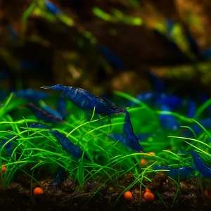Dream Blue Shrimps