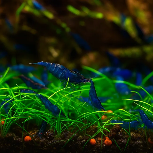 Dream Blue Shrimps