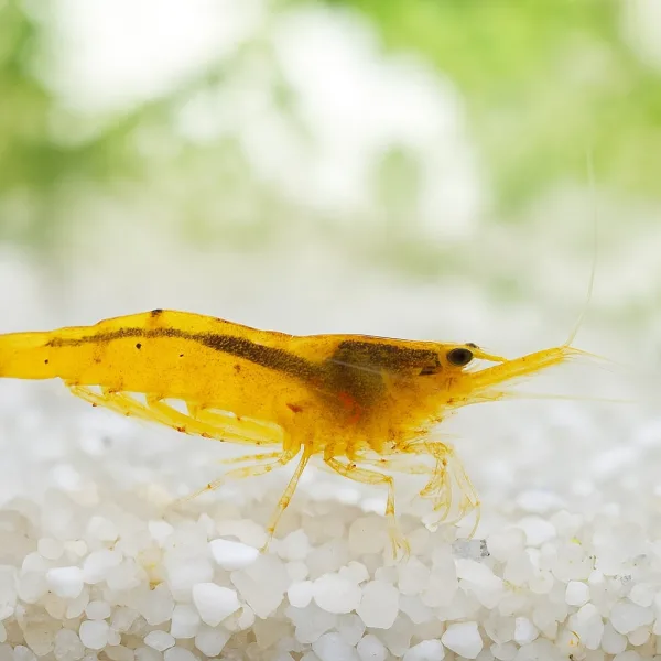 Yellow Fire Shrimps