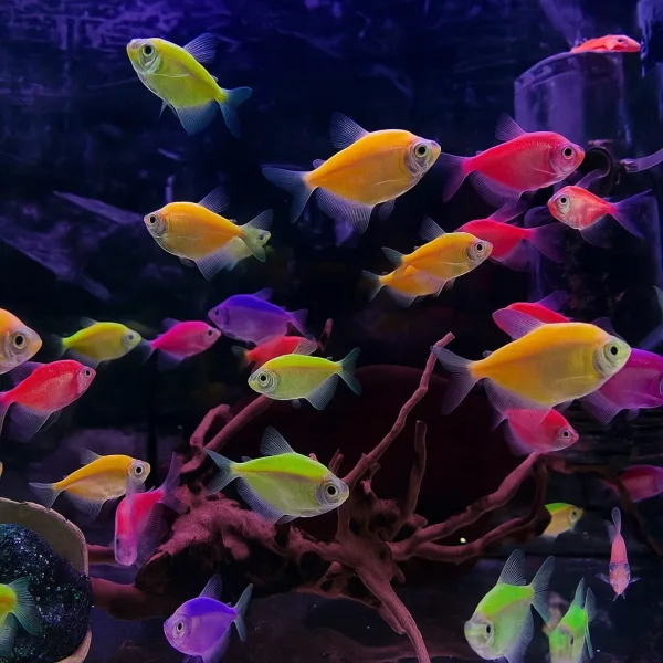 Color | fluorescent Tetra Fish