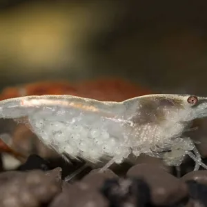 Transparent Brown Shrimps